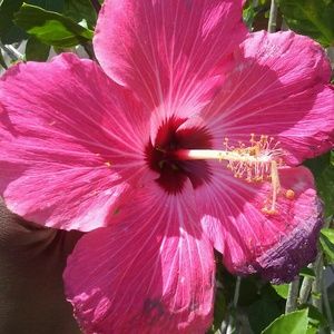 Meet your Posher, Deborah